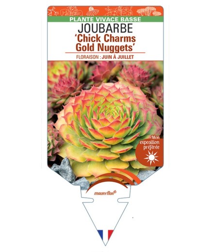 SEMPERVIVUM Chick Charms Gold Nuggets voir Joubarbe