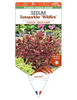 SEDUM SUNSPARKLER 'Wildfire'