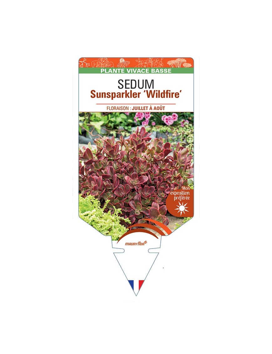 SEDUM SUNSPARKLER 'Wildfire'