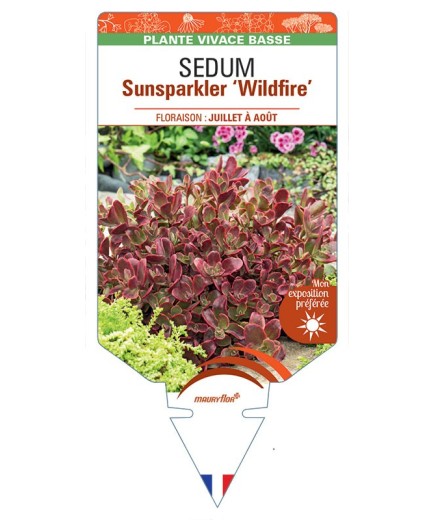 SEDUM SUNSPARKLER 'Wildfire'