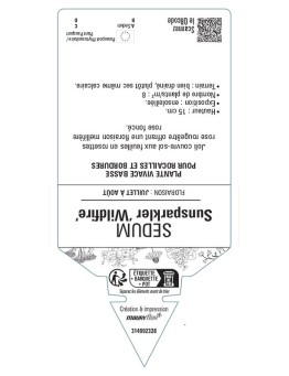 SEDUM SUNSPARKLER 'Wildfire'