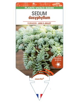 SEDUM DASYPHYLLUM