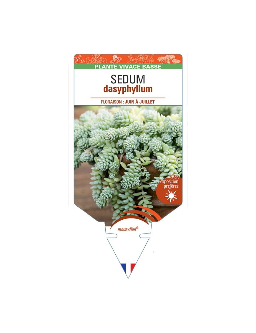 SEDUM DASYPHYLLUM