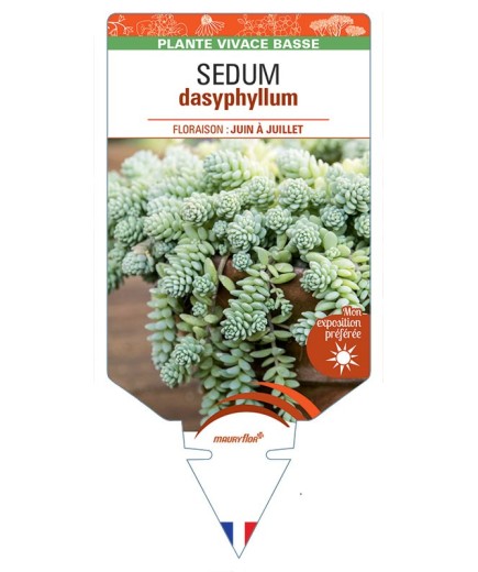 SEDUM DASYPHYLLUM