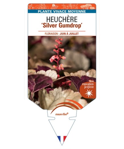 HEUCHERA Silver Gumdrop