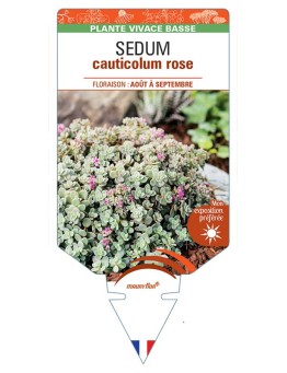 SEDUM (cauticolum) Rose