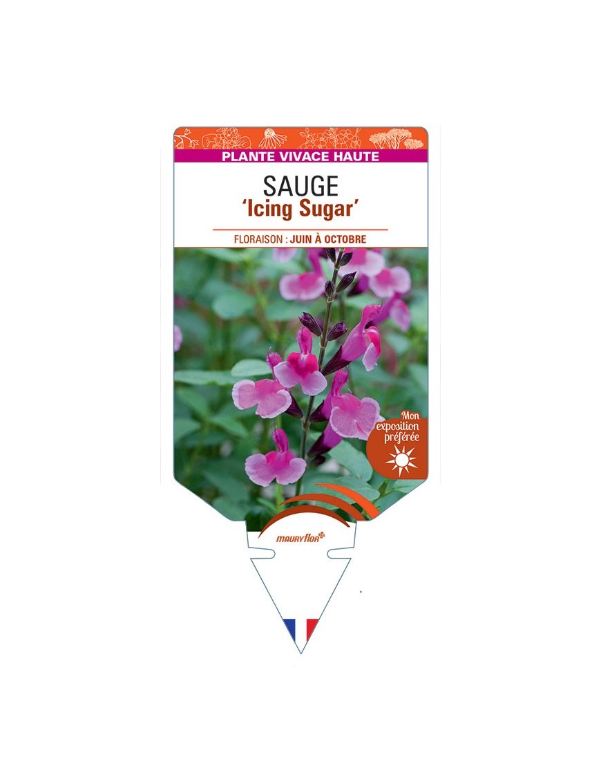 SALVIA gregii 'Icing Sugar' voir Sauge 'Icing Sugar'