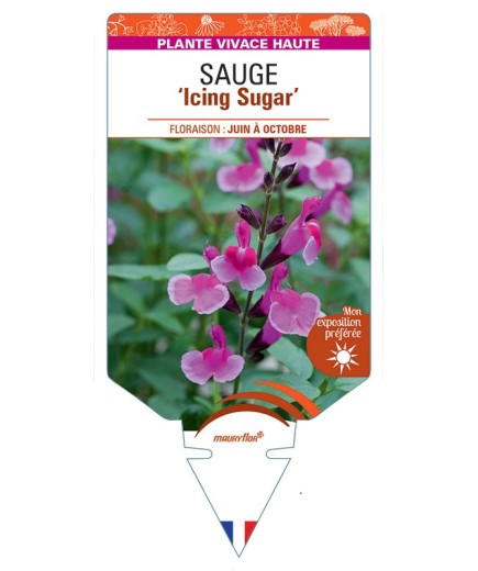 SALVIA gregii 'Icing Sugar' voir Sauge 'Icing Sugar'