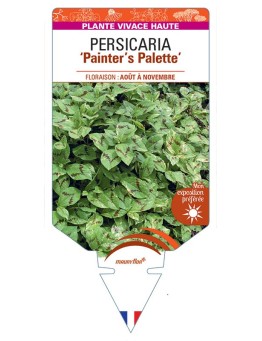 PERSICARIA (virginiana) Painter’s Palette