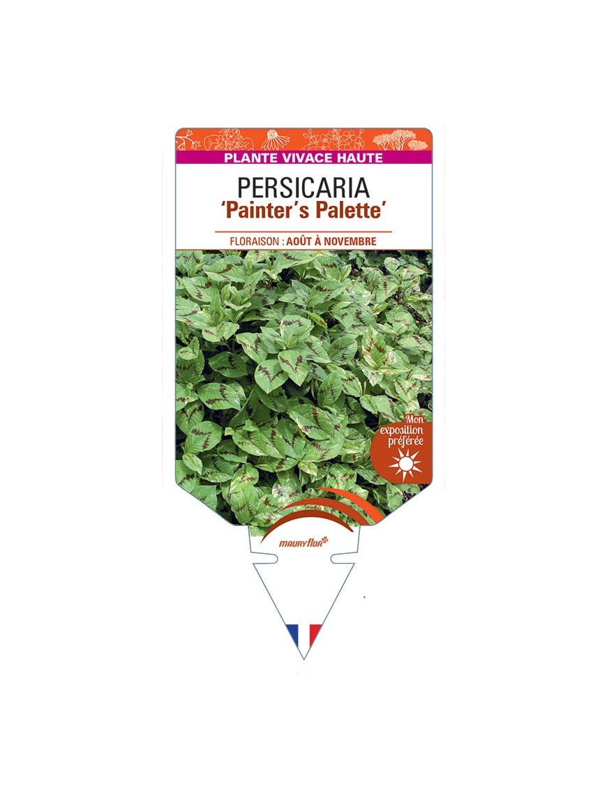 PERSICARIA (virginiana) Painter’s Palette