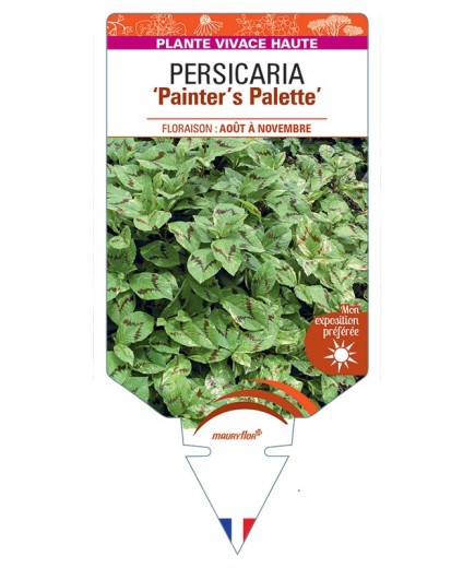PERSICARIA (virginiana) Painter’s Palette