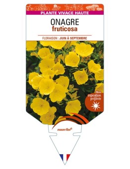 ŒNOTHERA fruticosa voir Onagre