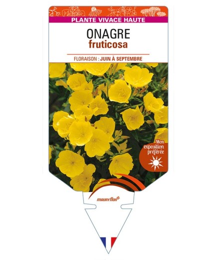 ŒNOTHERA fruticosa voir Onagre