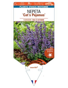 NEPETA (faassenii) Cat’s Pajamas