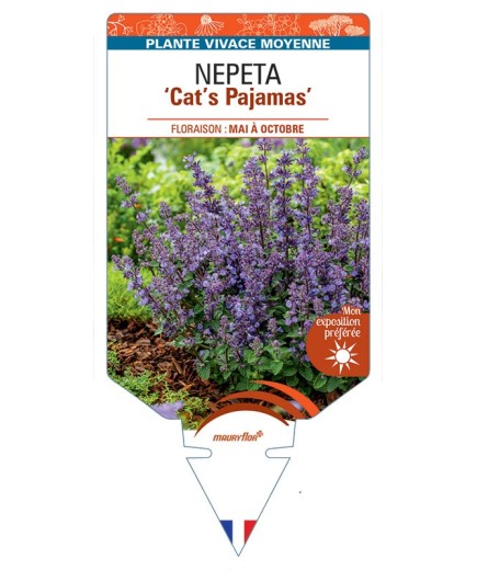 NEPETA (faassenii) Cat’s Pajamas