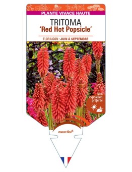 KNIPHOFIA Red Hot Popsicle voir Tritoma