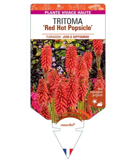 KNIPHOFIA Red Hot Popsicle voir Tritoma