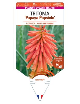 KNIPHOFIA Papaya Popsicle voir Tritoma
