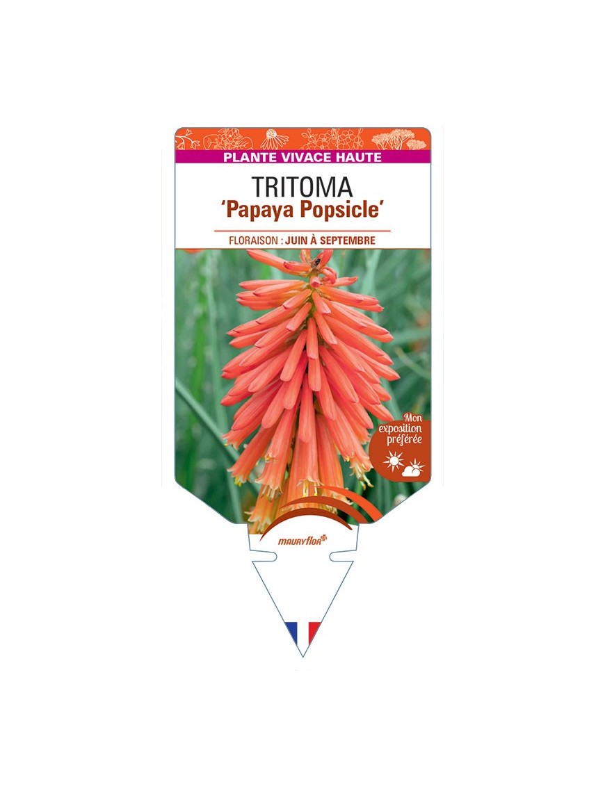KNIPHOFIA Papaya Popsicle voir Tritoma