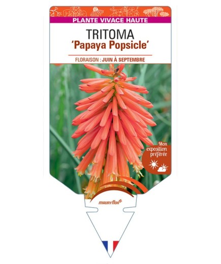 KNIPHOFIA Papaya Popsicle voir Tritoma