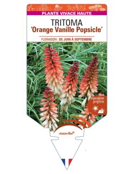 KNIPHOFIA Orange Vanille Popsicle voir Tritoma