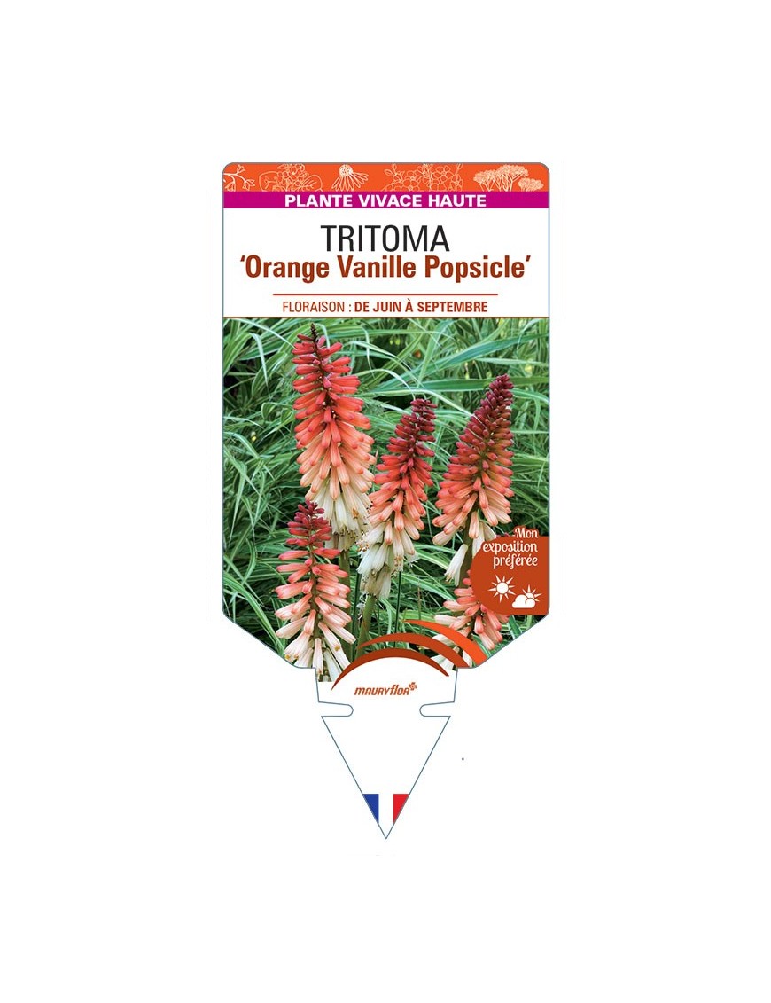 KNIPHOFIA Orange Vanille Popsicle voir Tritoma