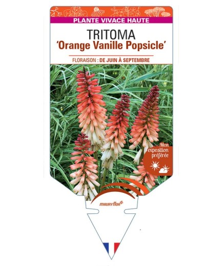 KNIPHOFIA Orange Vanille Popsicle voir Tritoma