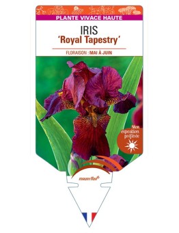 IRIS (germanica) Royal Tapestry
