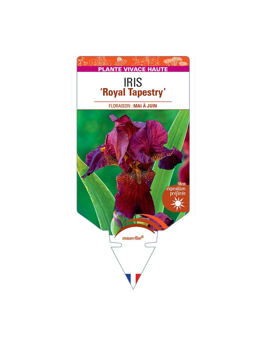 IRIS (germanica) Royal Tapestry