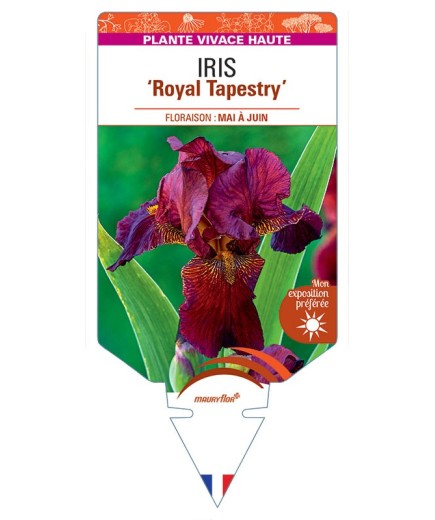 IRIS (germanica) Royal Tapestry