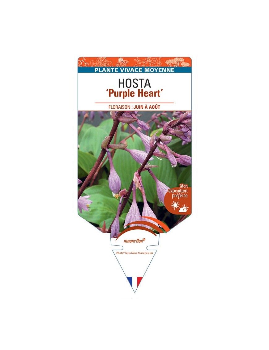 HOSTA Purple Heart
