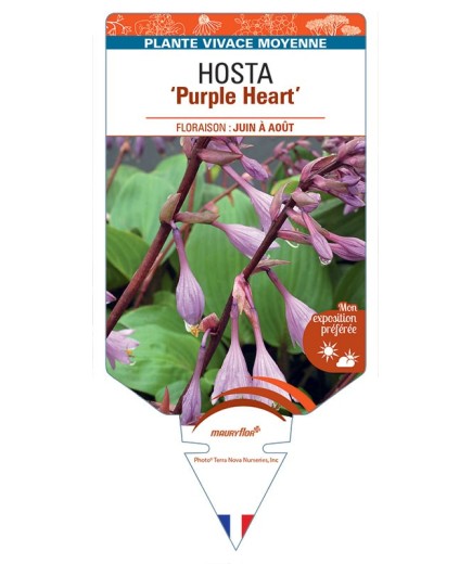 HOSTA Purple Heart