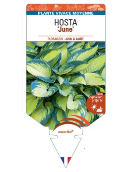 HOSTA June