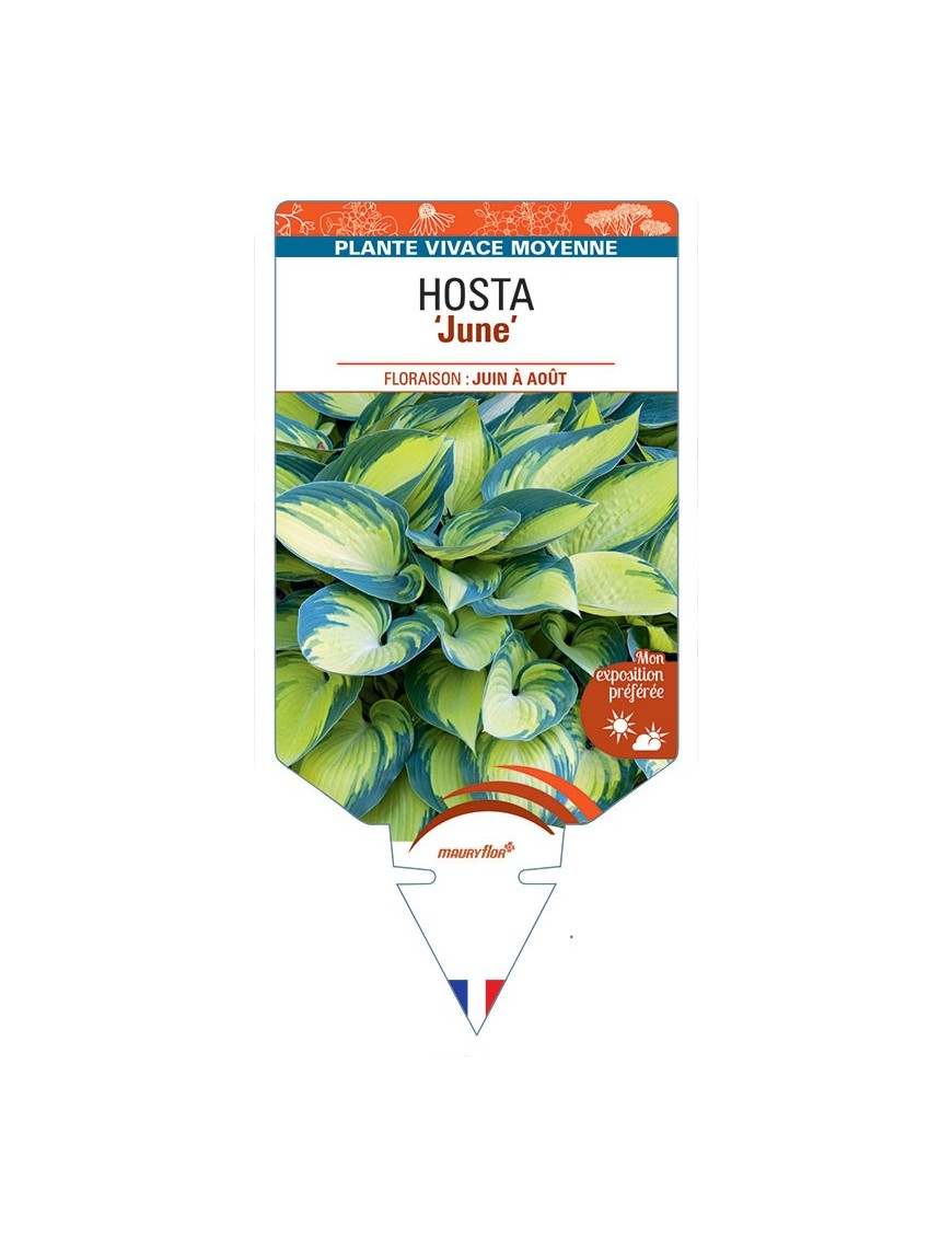 HOSTA June