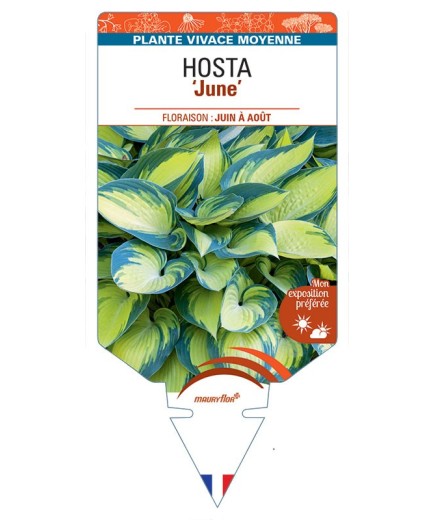 HOSTA June