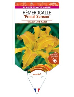 HEMEROCALLIS Primal Scream