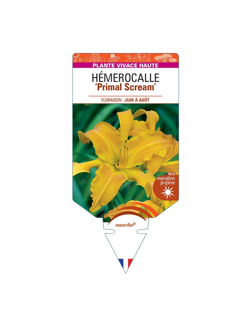 HEMEROCALLIS Primal Scream