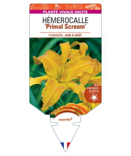 HEMEROCALLIS Primal Scream