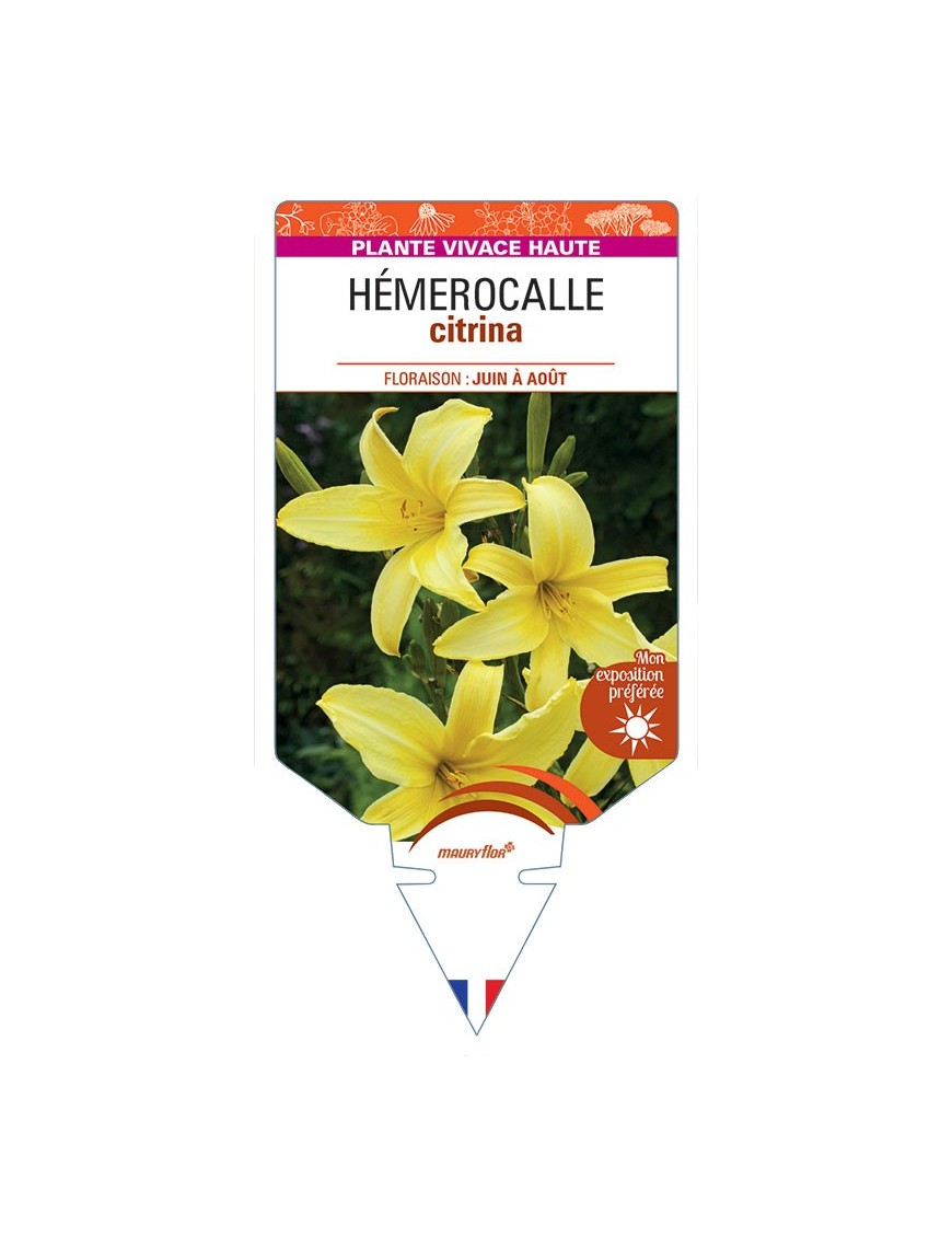 HEMEROCALLIS citrina
