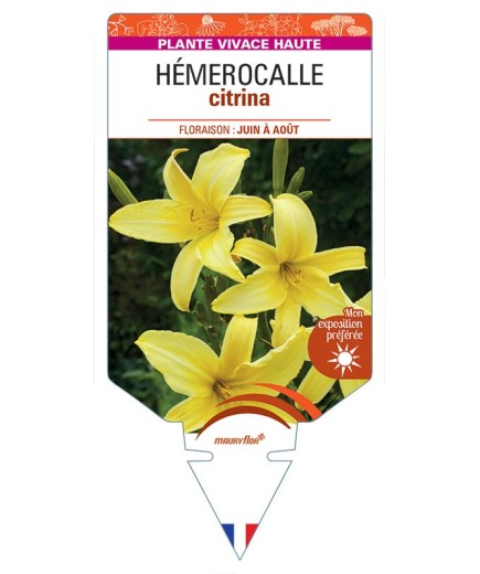 HEMEROCALLIS citrina