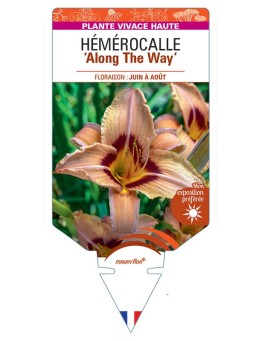HEMEROCALLIS Along The Way