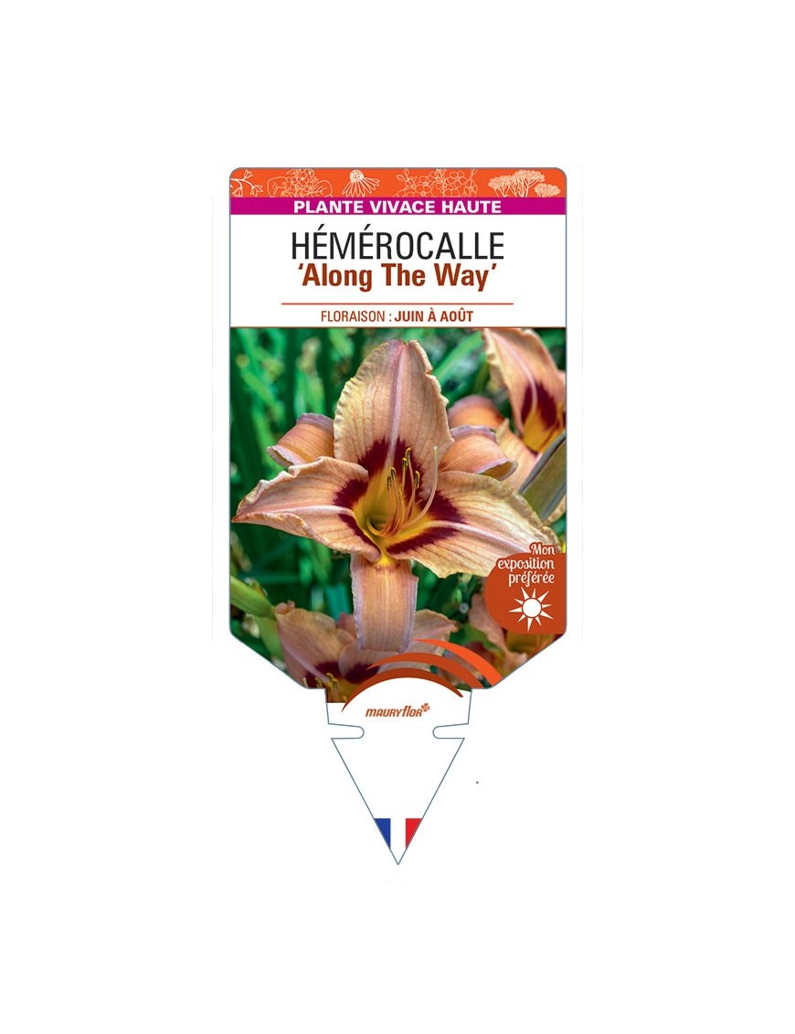 HEMEROCALLIS Along The Way