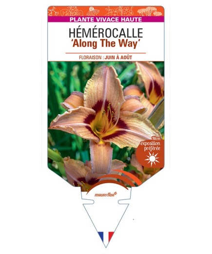 HEMEROCALLIS Along The Way