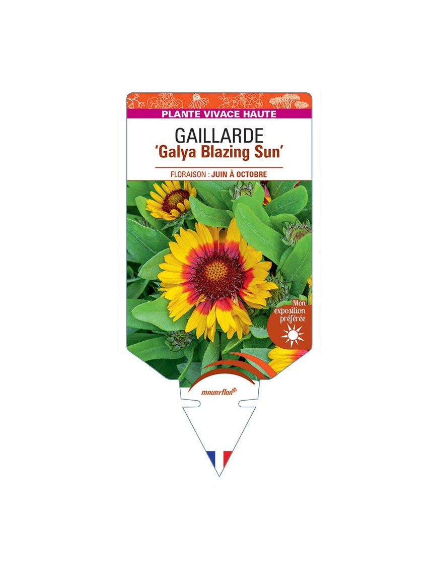 GAILLARDIA Galya Blazing Sun