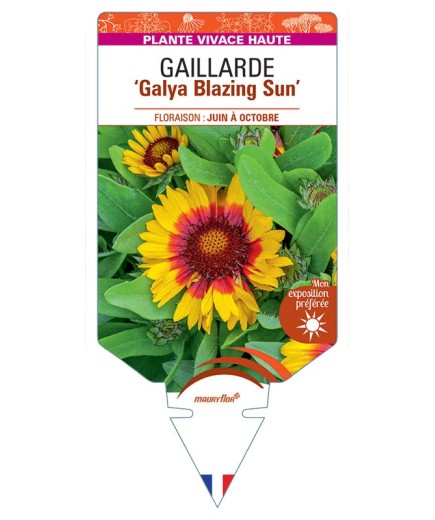 GAILLARDIA Galya Blazing Sun