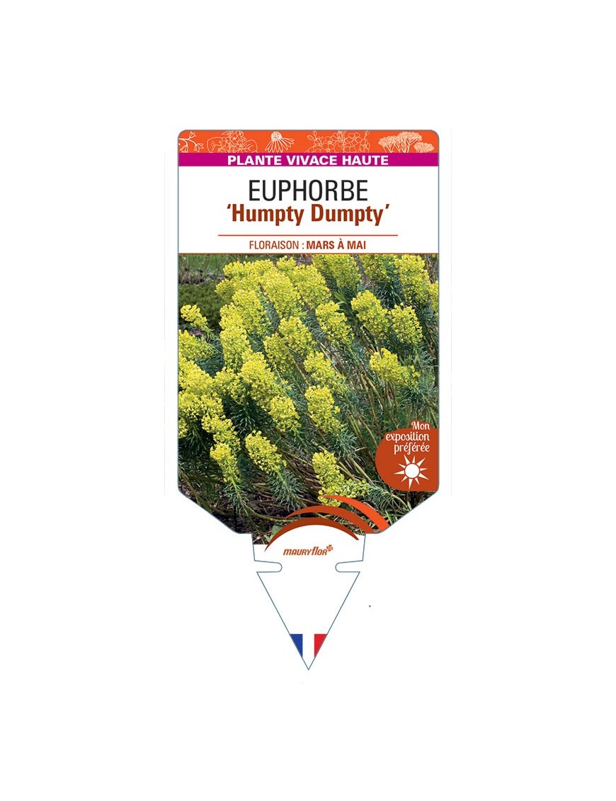 EUPHORBIA (characias) Humpty Dumpty