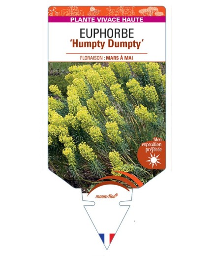 EUPHORBIA (characias) Humpty Dumpty