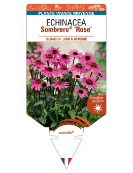 ECHINACEA Sombrero® Rose