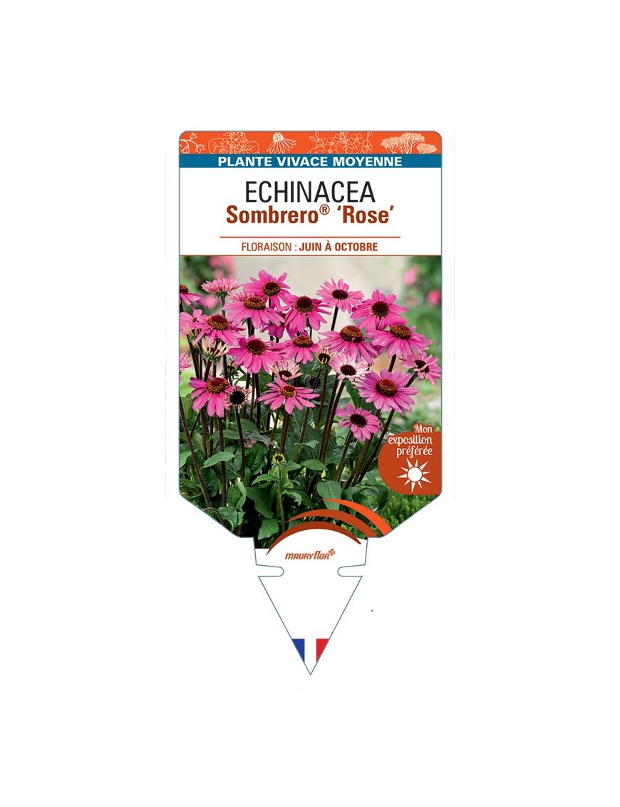 ECHINACEA Sombrero® Rose