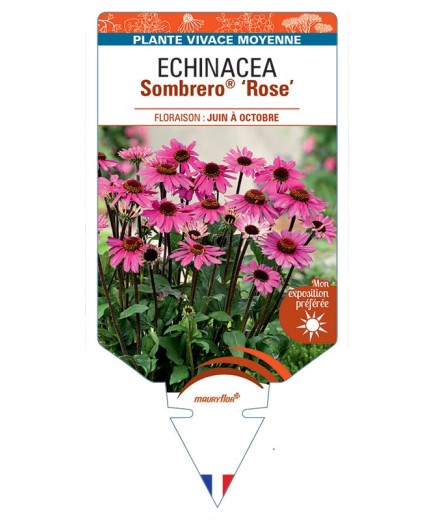 ECHINACEA Sombrero® Rose